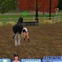 Taking care of horse in sims 3 pets