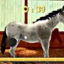 Grooming horse in my riding stables 3D nintendo DS game
