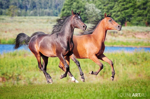 Two stunning arabian horses running